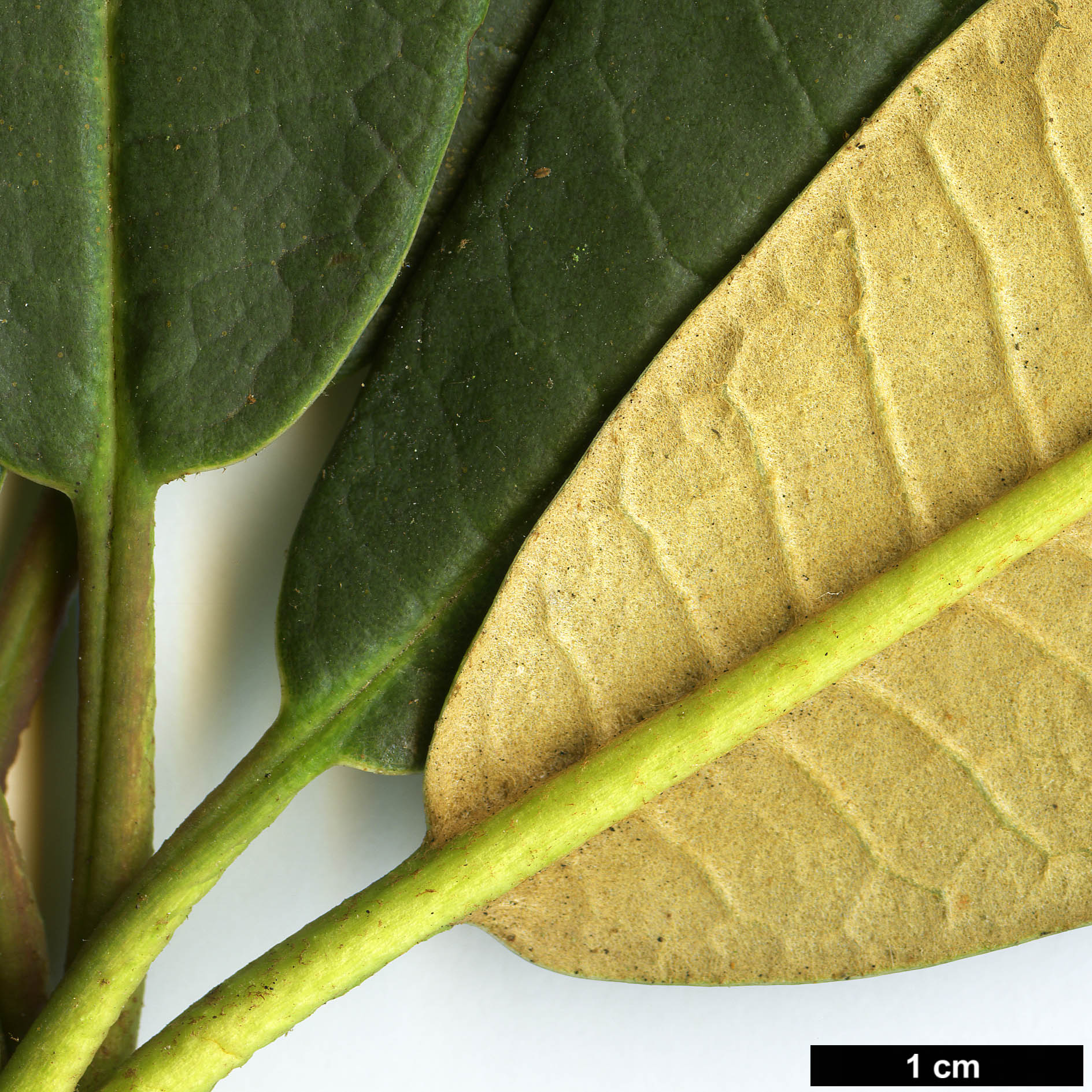 High resolution image: Family: Ericaceae - Genus: Rhododendron - Taxon: arboreum - SpeciesSub: subsp. cinnamomeum Campbelliae Group